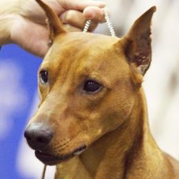 Romeo - German Pinscher