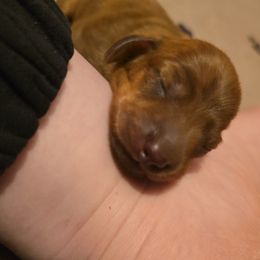 Dachshund Puppies from Tumbleweed Dachshunds