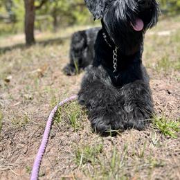 Giant Schnauzer puppies from Schnauzer Paw Homestead