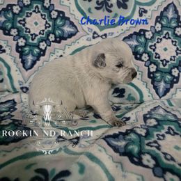 Charlie Brown - Blue male Australian Cattle Dog puppy in Silsbee, Texas from Rockin ND Ranch