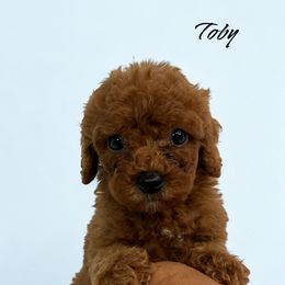 Cavalier King Charles Spaniel, Cavapoo, and Poodle Puppies from Mario’s Pups