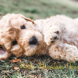 Double Doodle, Labradoodle, and Sheepadoodle Puppies from Mule Mountain Doodles