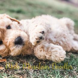 Double Doodle, Labradoodle, and Sheepadoodle Puppies from Mule Mountain Doodles