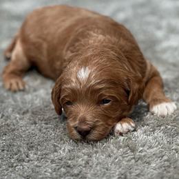 Boy 1 - Red  male Goldendoodle puppy in Cuero, Texas from Firestorm Kennel