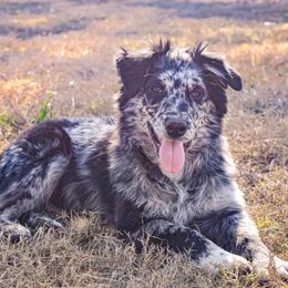 Australian Shepherds from Triple C Aussies