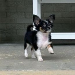 Chihuahua Puppies from Sourpatch Chihuahuas