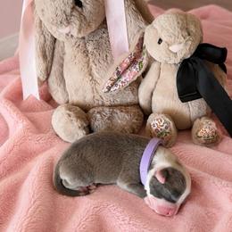 Purple Collar - Blue female American Pit Bull Terrier puppy in Tenino, Washington from West Winds American Pit Bull Terriers