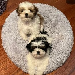 Shihpoo and Shih Tzu Puppies from Fuller Shih Tzus