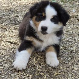 Quaid - Black tri-color male Australian Shepherd puppy in Clinton, Missouri from Rocky Top Hearts