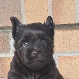 Raven - Liver female Yorkshire Terrier puppy in Gaylesville, Alabama from Sweet Alabama Yorkies