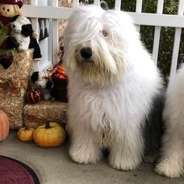 Old English Sheepdogs from Mardi Rager's Old English Sheepdogs