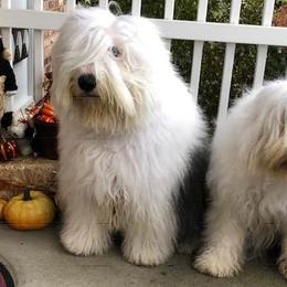 Old English Sheepdogs from Mardi Rager's Old English Sheepdogs