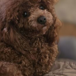Poodle Puppies from Simply Poodle