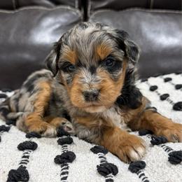 Applejack - Blue merle male Aussiedoodle puppy in Heber City, Utah from Junipersdoodles