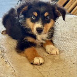 Black male one blue eye - Black tri male Miniature Australian Shepherd puppy in Lemon Cove, California from Magic Ranch Mini Aussies