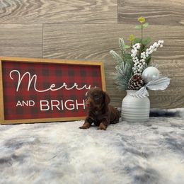 Lyric - Chocolate and tan female Dachshund puppy in Indianapolis, Indiana from Homegrown Hoosier Kennels
