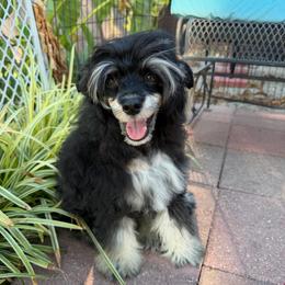 Doc - AKC (not scheduled to be neutered at this time) - Black male Chinese Crested puppy in Rockwall (Dallas Area), Texas from Ridgelake Ranch Chinese Cresteds