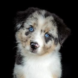 Australian Shepherd and Pomeranian Puppies from Sandy Aussie's