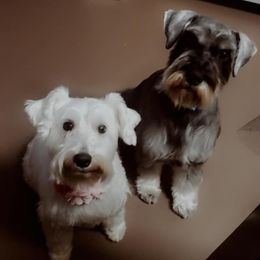 Miniature Schnauzers from Larry Perez Miniature Schnauzers