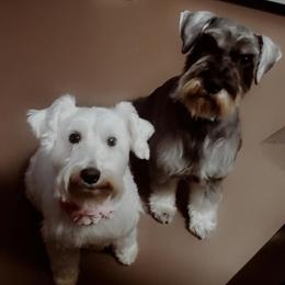 Miniature Schnauzers from Larry Perez Miniature Schnauzers