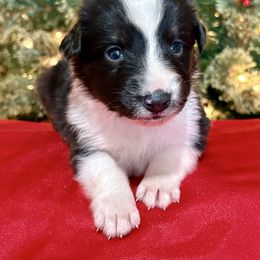 Griswold - Black tri-color male Australian Shepherd puppy in Preston, Idaho from KC Bar Ranch Aussies