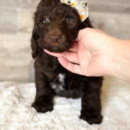 Chocolatta Cheesecake - Chocolate female Goldendoodle puppy in Redmond, Oregon from Bourbon and Lace Doodles