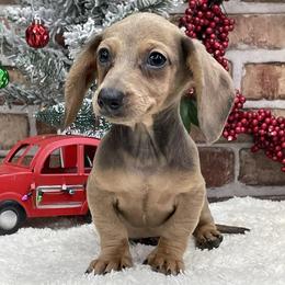 Blair - Sable female Dachshund puppy in Industry, Illinois from KDKs Kennels