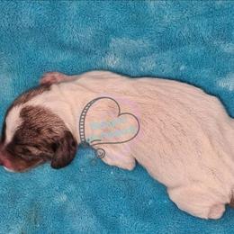 Black and tan dapple pie - Black and tan female Dachshund puppy in Herald, California from Bluegum Dachshunds