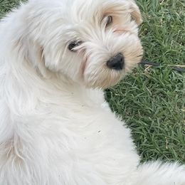 Havanese from Have A Havanese Puppy