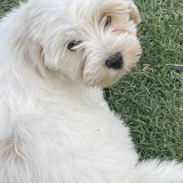 Havanese from Have A Havanese Puppy