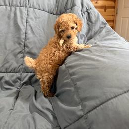 Cash - Apricot male Poodle puppy in Tennessee Colony, Texas from Poodle an Doodles 3:16