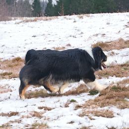 Belle - Toy Australian Shepherd