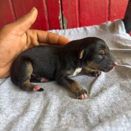 Boy 5 - Bi-color male German Shepherd puppy in Lake Charlse, Louisiana from Dettaalpha Kennels