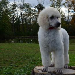 Poodle Puppies from D and D Standard Poodles