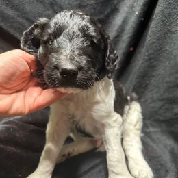 Boy 4 - Goldendoodle puppy from Mount Doodles