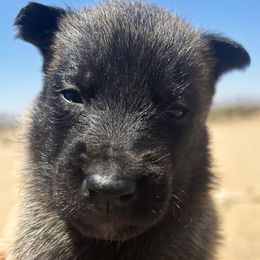 Girl 3 - Fawn female Belgian Malinois puppy in Golden Valley, Arizona from Desert Wind Kennels
