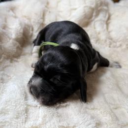 Sequoia (Green) - Black white and tan female English Springer Spaniel puppy in Conifer, Colorado from Majestic Mountain Springs