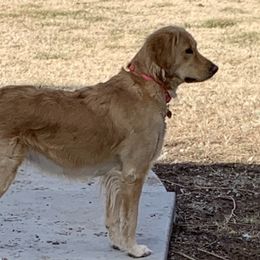 Cici - Golden Retriever