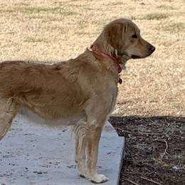 Cici - Golden Retriever