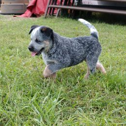 Australian Cattle Dog Puppies from Cindy McKinney's Australian Cattle Dogs