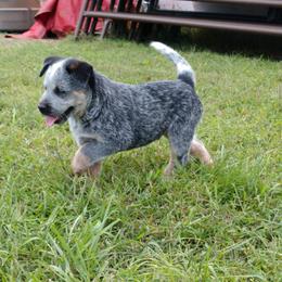 Australian Cattle Dog Puppies from Cindy McKinney's Australian Cattle Dogs
