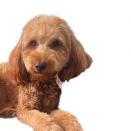 Clementine - Goldendoodle