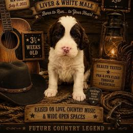 Bruce Springsteen - Liver and white male English Springer Spaniel puppy in Cookeville, Tennessee from Krossroads Kennel