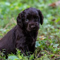 Boykin Spaniel Puppies from Able Elite Canines
