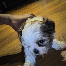 Male 1 - Gold and white male Shih Tzu puppy in Memphis, Tennessee from Lady Class Kennel