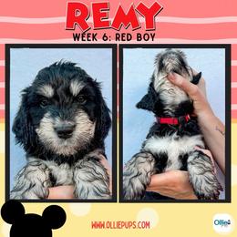 Remy (Red) - male Golden Mountain Doodle puppy in Boiling Springs, South Carolina from OlliePups, LLC
