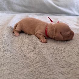 Red Collar Girl - Cream female Dachshund puppy in Descanso, California from Kendaline Kennels