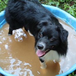 Australian Shepherd Puppies from Moss' Cross Creek Aussie’s