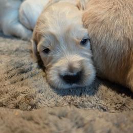 MAISIE- Pink - Golden female Golden Retriever puppy in Lucasville, Ohio from Halo Kennels