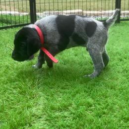 Red Collar Male - Black male German Shorthaired Pointer puppy in Rincon, Georgia from South Creek Kennels / SCK Gun Dogs